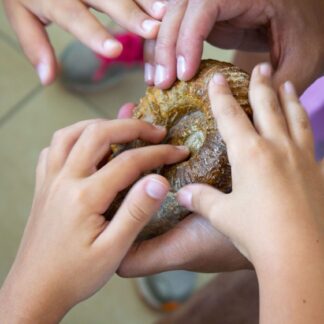 Scoperta dei fossili al museo