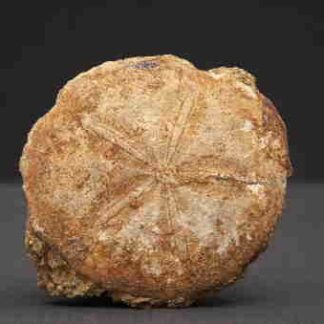 Echinide fossile esposto al museo