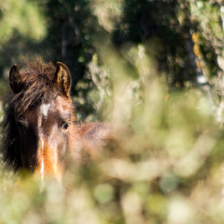 Cavallino della Giara