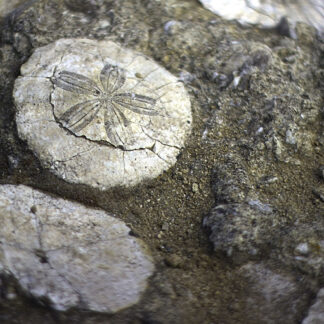 Echinide fossile del geosito di Genoni