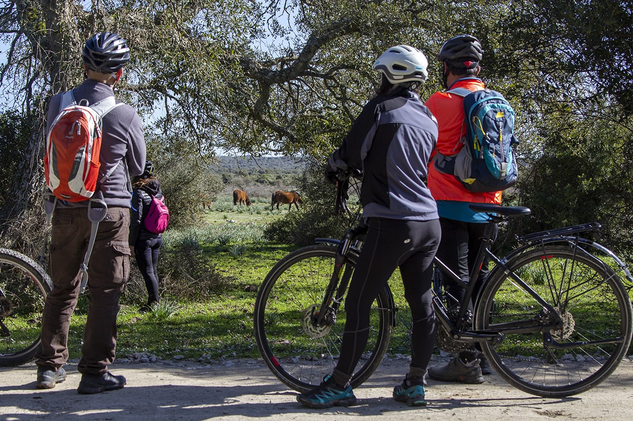 Bike Rental - Image 2